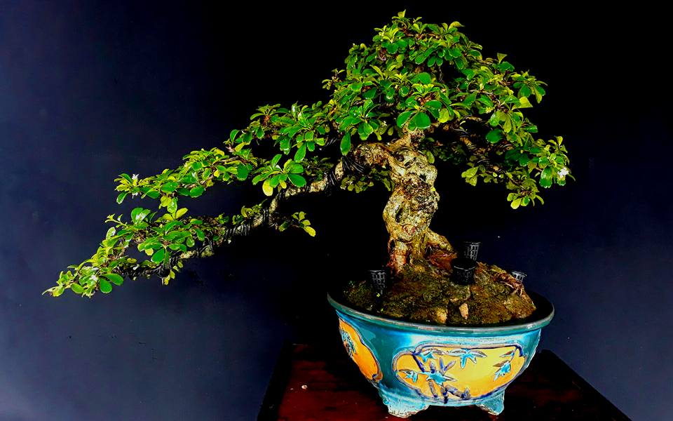 Chia sẻ với hơn 157 về bonsai để bàn mới nhất