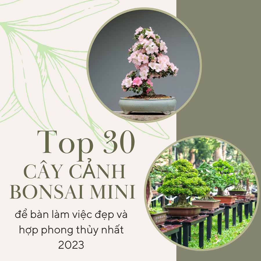 cây bonsai mini có tốt không