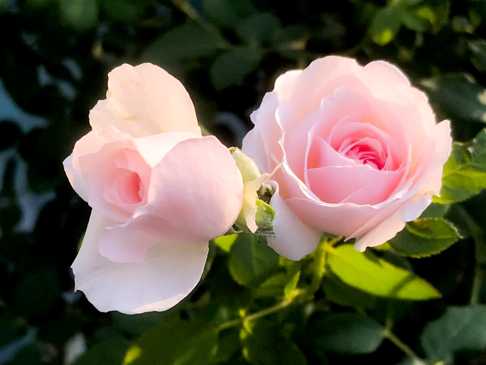 Hoa hồng được tôn vinh là loại hoa của tình yêu